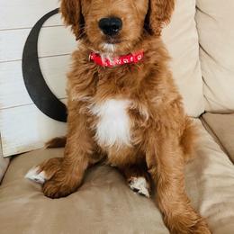 Boy 1 - Red  Goldendoodle puppy in Los Alamitos, California from Given Doodles