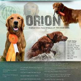 Orion - Golden Retriever