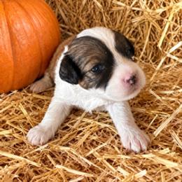 Travis - White male Cavapoo puppy in St. Louis, Missouri from Sweet Snuggles Cavapoos