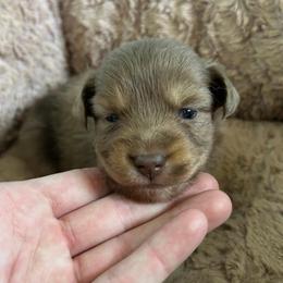 Belle aka (Cinnamon) - Red merle female Miniature Australian Shepherd puppy in Greensboro, North Carolina from Mike & Josh- Small Mini/Toy Aussies