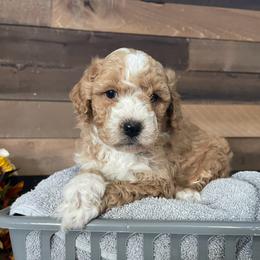 Aussiedoodle, Bernedoodle, Bernese Mountain Dog, and Sheepadoodle Puppies from Draper Mountain Doodles