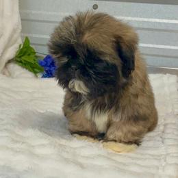 AKC Knuckles - Red and white male Shih Tzu puppy in Elgin, South Carolina from Silver Bells Paw Prints