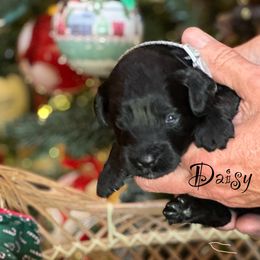 Australian Labradoodle Puppies from Sandcastle Labradoodles