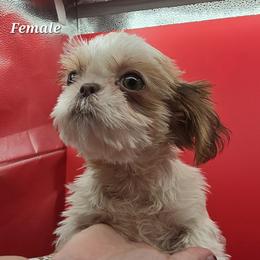 Liver and White Girl - Liver and white female Shih Tzu puppy in Tenino, Washington from Dolled Up Pup