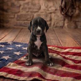 Girl 8 - female Catahoula Leopard Dog puppy in Greenwood, Delaware from OpenGate Catahoulas