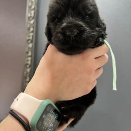 Newfoundland Puppies from Knallhart Kennels