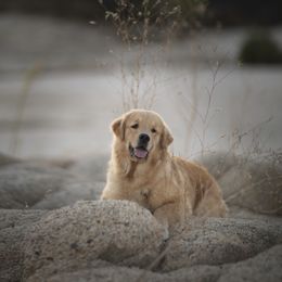 Cavalier King Charles Spaniel and Golden Retriever Puppies from Tsarevich Goldens and Cavaliers