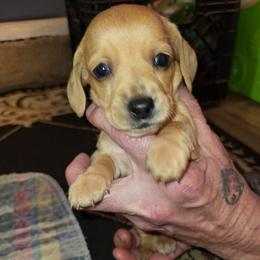 Tiny Female - Red female Dachshund puppy in Suffolk, Virginia from Mini Love Bugs