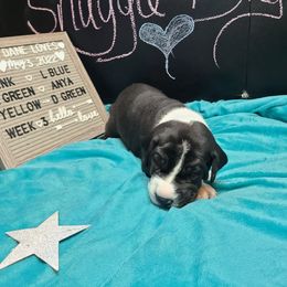 Great Dane Puppies from Lil Dane Loves