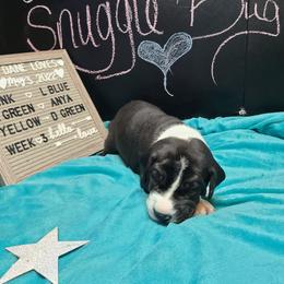 Great Dane Puppies from Lil Dane Loves