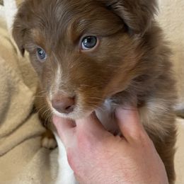 Red - Red Australian Shepherd puppy in Frederic, Michigan from Chilly Peckers Farm
