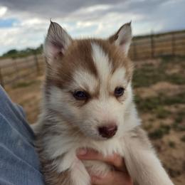 Moco - Chocolate male Pomsky puppy in Cedar City, Utah from Pomsky Play-ce