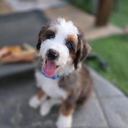 Pumpkin - Merle male Bernedoodle puppy in Mc Gaheysville, Virginia from Doting Doodles