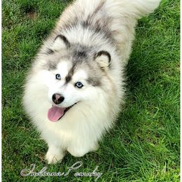Kahlo - Pomsky