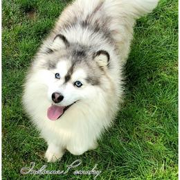 Kahlo - Pomsky