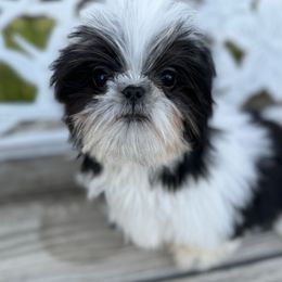 Starr Starr - Shih Tzu