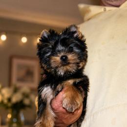 Teddy - Black and tan male Yorkshire Terrier puppy in Warren, Michigan from Danielle's Yorkie Babies