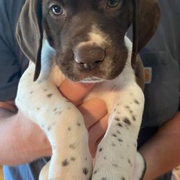 German Shorthaired Pointers from Turkey Creek Farm and Kennel