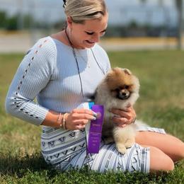 Cosmo - Pomeranian