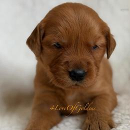 Della - Dark golden female Golden Retriever puppy in La Verne, California from 4LoveofGoldens