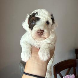 AKC Spanky - Genetically Clear - Parti male Poodle puppy in Tampa, Florida from The Sweet Life of a Toy Poodle