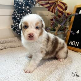 Flint - Red merle male Australian Shepherd puppy in Murrayville, Georgia from Mountain Ridge Aussies