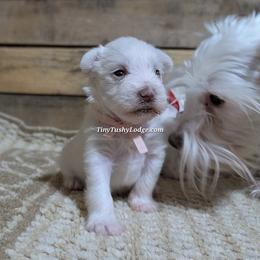 AKC tiny tot pink collar - White female Miniature Schnauzer puppy in Greencastle, Indiana from Tiny Tushy Lodge