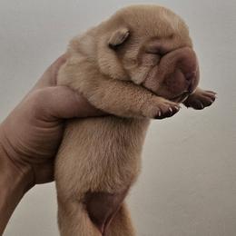 Girl 1 - Cream dilute female Chinese Shar-Pei puppy in Bakersfield, California from Cashmerewrinkles