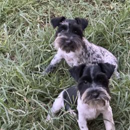 Miniature Schnauzer All Grown Up from Gypsey Creek Mini Schnauzers