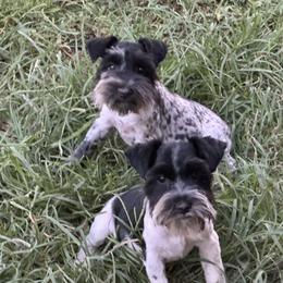 Miniature Schnauzer All Grown Up from Gypsey Creek Mini Schnauzers