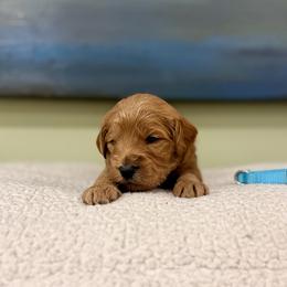 Light blue collar boy - Apricot male Goldendoodle puppy in Dupont, Washington from Willow Tree Doodles