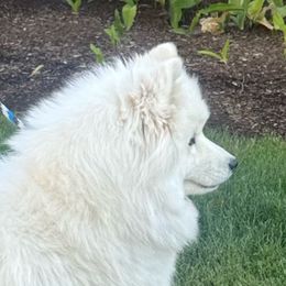 Sage - Samoyed