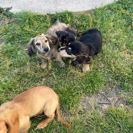 Cocoa - Black and cream female Dachshund puppy in Mountain Home, Arkansas from Furry Friends Kennel