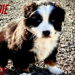 BRUSHY CREEKS ROADIE - Black tri-color male Australian Shepherd puppy in Red Oak, Texas from Brushy Creek Aussies & Mini Aussies