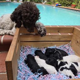 Poodle puppies from Pipsqueak Mansion Poodles