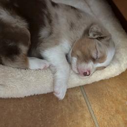 Candy - Red merle female Australian Shepherd puppy in Rochester, New Hampshire from ChaHar's Australian Shepherds