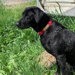 Rae - Labrador Retriever