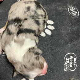Blue F - Blue merle female Australian Shepherd puppy in Cotati, California from Tried and True Aussies