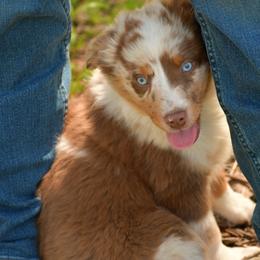 Miniature Australian Shepherd and Toy Australian Shepherd Puppies from Natural State Aussies