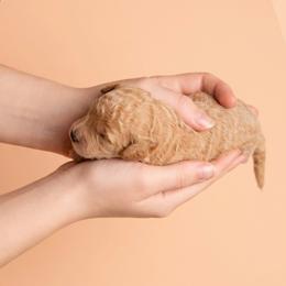 Golden Boy 3 - Apricot male Goldendoodle puppy in Milton, Florida from Sutton Place Doodles