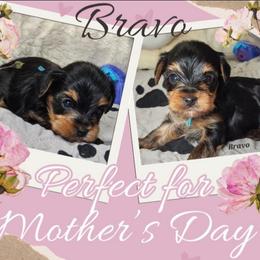 Bravo - Black and tan male Yorkshire Terrier puppy in Ben Wheeler, Texas from Nana's Yorkie Crew