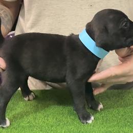 Brindle F Blue - Brindle female Mountain Cur puppy in Georgetown, Ohio from Walnut Ridge Mountain Curs