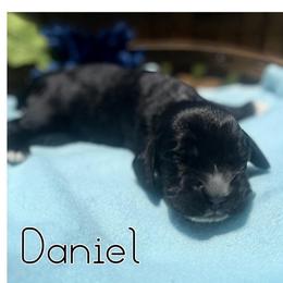 Daniel - Black male Cocker Spaniel puppy in Clinton, Oklahoma from Enchanted Spaniels