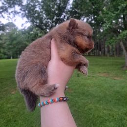Thetis - Blue sable female Pomeranian puppy in Mendenhall, Mississippi from Cloud Claws