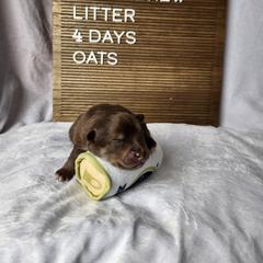 Finnish Lapphund Puppies from Tulikettu Kennel