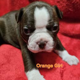 Orange Collar Girl - Brindle and white female Boston Terrier puppy in Salina, Kansas from Giles' Boston Babies