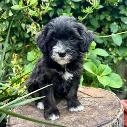 Penny (Pink) - Black female Goldendoodle puppy in Rocklin, California from FurEver Yours Goldendoodles