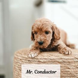 Mr. Conductor - Red  male Goldendoodle puppy in Punta Gorda, Florida from Transformation Acres Goldendoodle