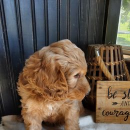 Goldendoodle and Yorkshire Terrier Puppies from Rowan's Rascals