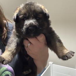 Smarties - Sable female German Shepherd puppy in Salem, Virginia from Vom Kylohaus German Shepherds